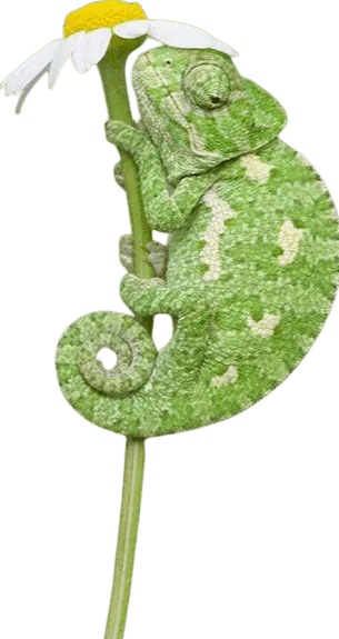 Image posted by the member