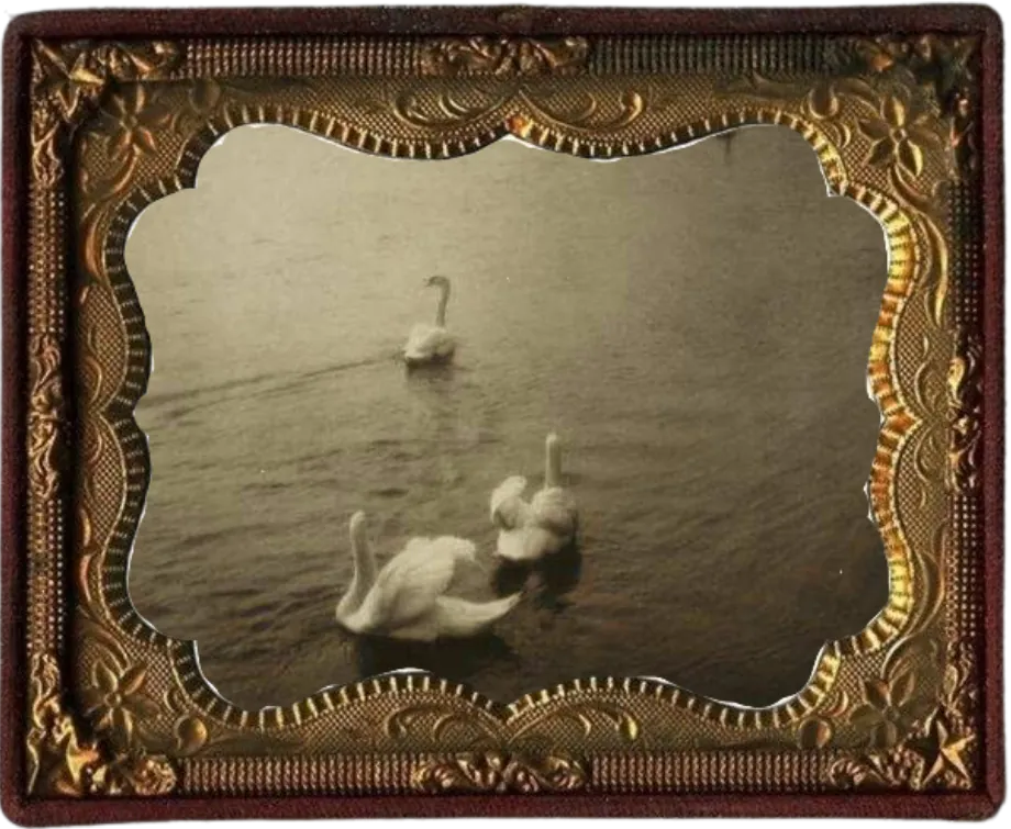 Image posted by the member