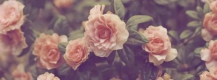 Image posted by the member