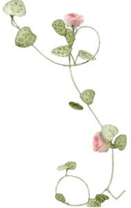 Vine with pink flowers