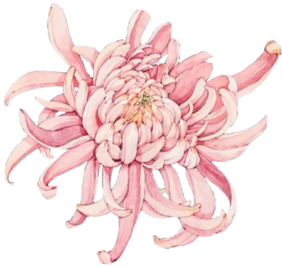 chrysanthemums2