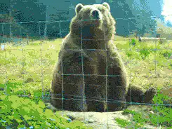 Image posted by the member