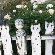Image posted by the member