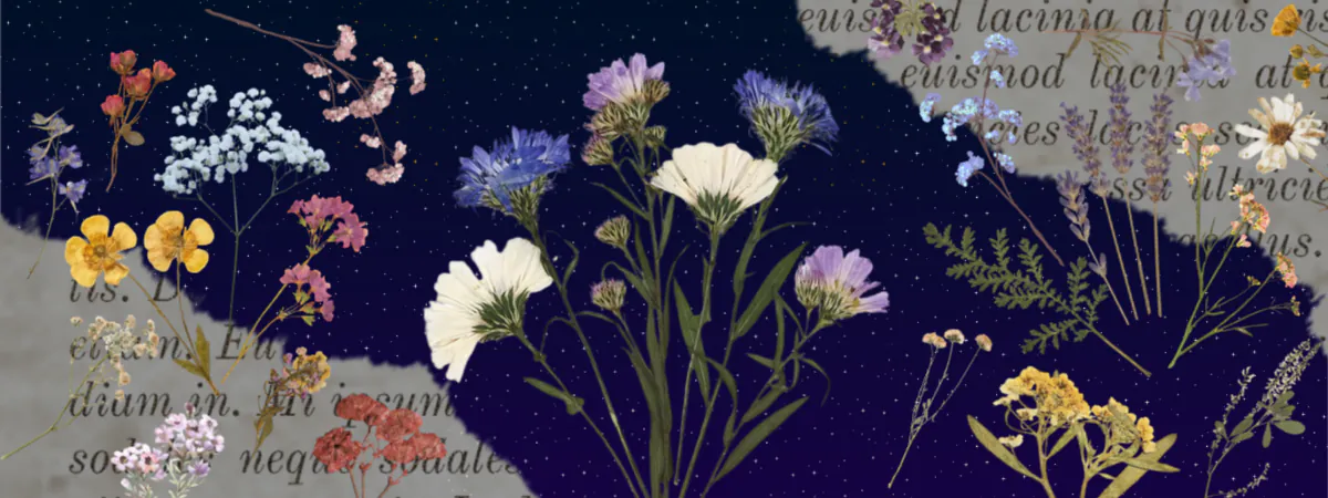 A collage of dried flowers on a starry background, with a large bunch of dried Asters in the middle. Torn book pages frame the corners.