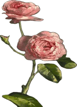 Image posted by the member