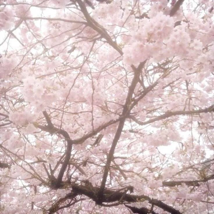 Image posted by the member