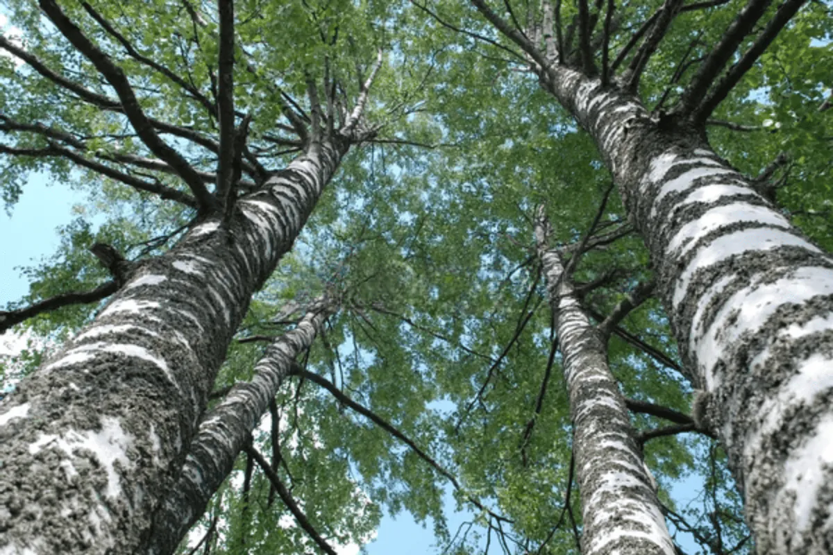 Image posted by the member