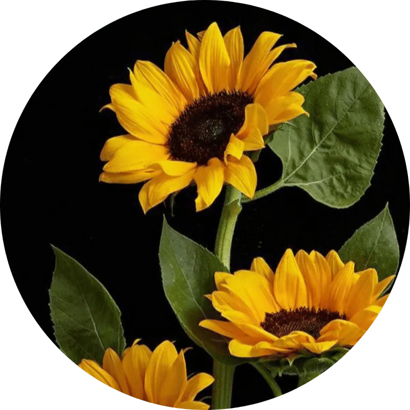 Image posted by the member