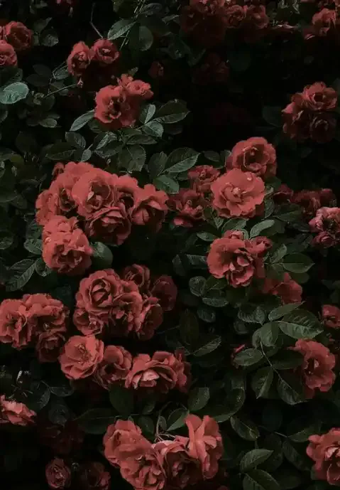Image posted by the member