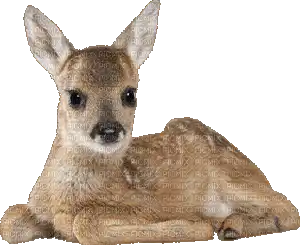 A deer laying down blinking