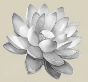 Image posted by the member