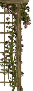 Image posted by the member