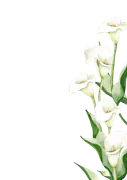 Image posted by the member