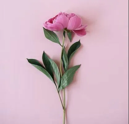 Image posted by the member