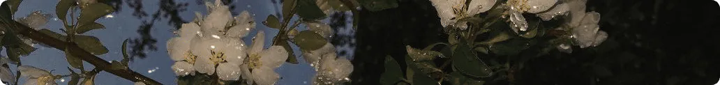 Image posted by the member