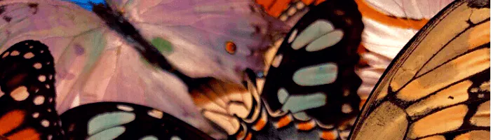 Image posted by the member