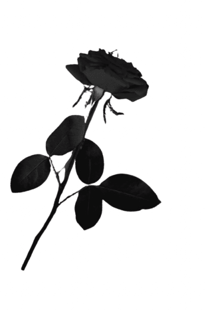 Image posted by the member