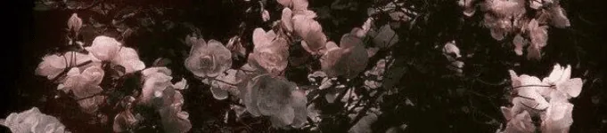Image posted by the member