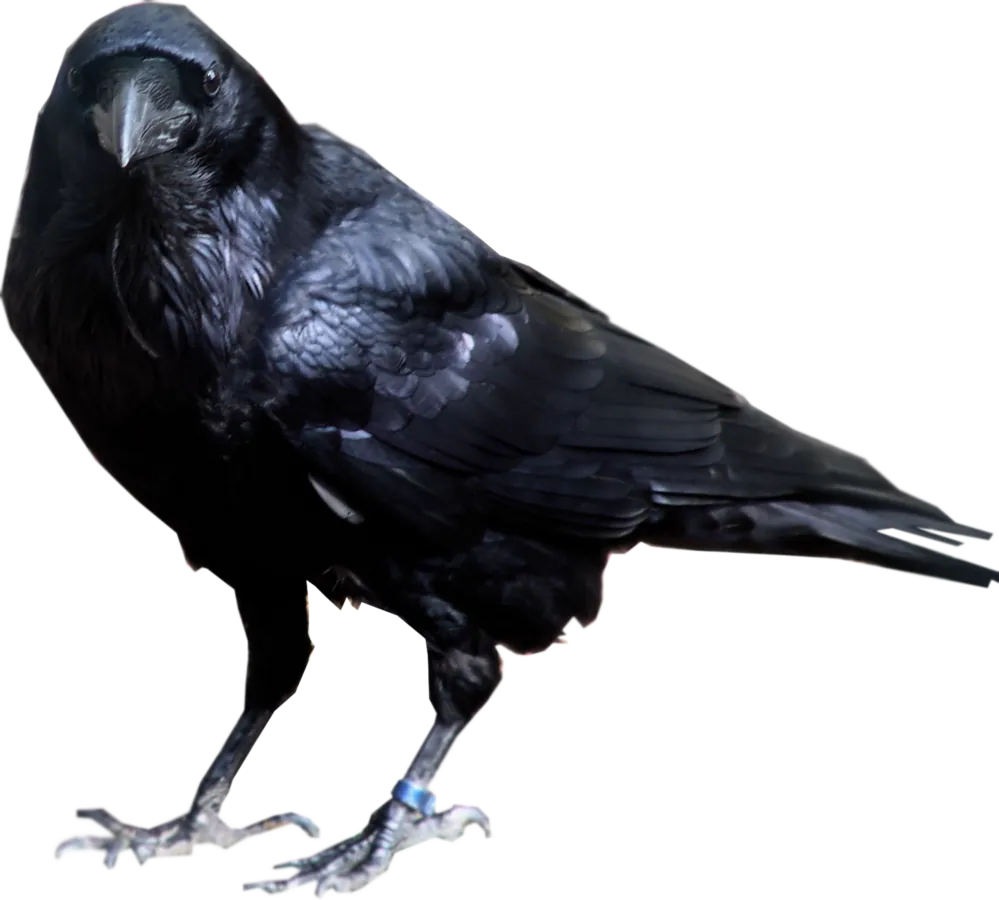 Image posted by the member