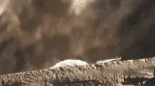 Image posted by the member
