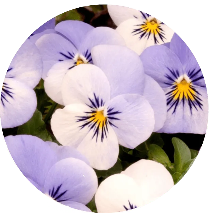 Image posted by the member