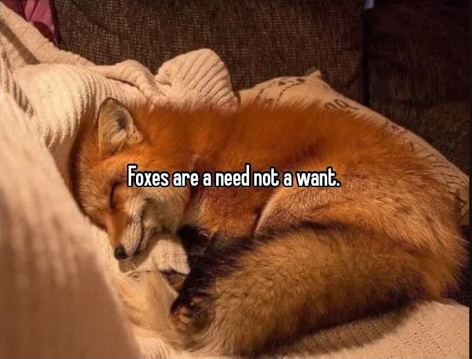 Image posted by the member