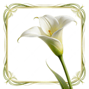 Image posted by the member