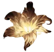 Image posted by the member