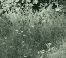 Image posted by the member