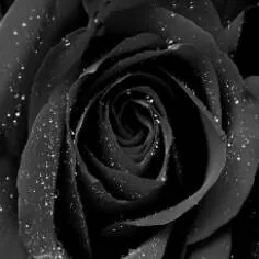 Image posted by the member