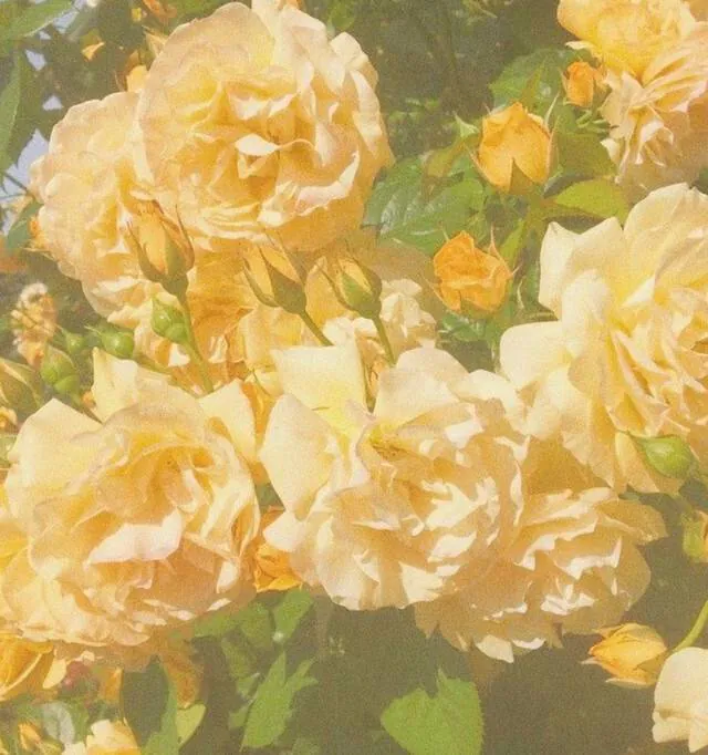 Image posted by the member
