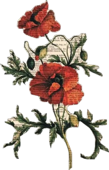 Image posted by the member