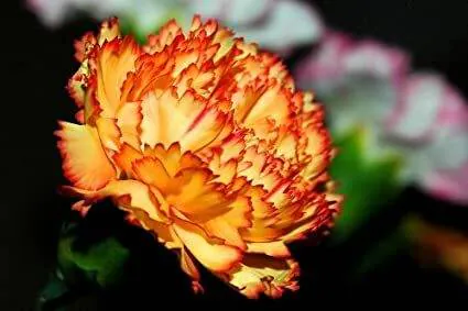 Image posted by the member