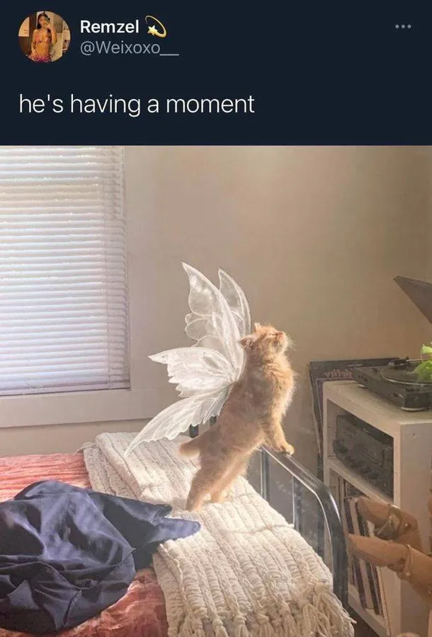 Image posted by the member