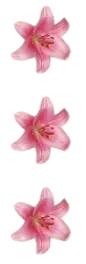 Image posted by the member