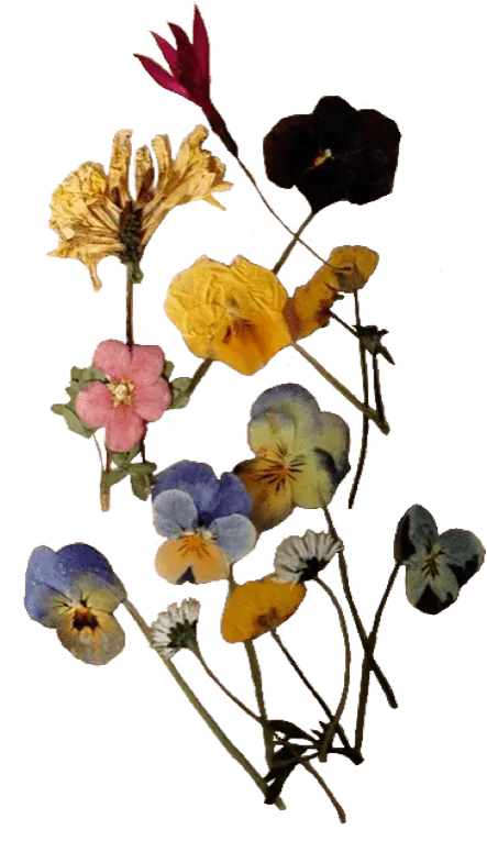 Image posted by the member