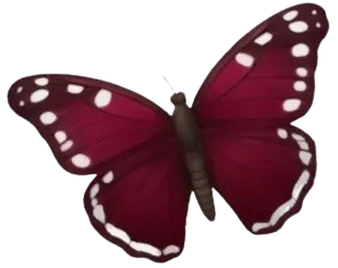Image posted by the member