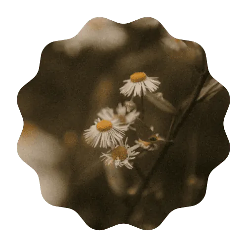 Image posted by the member