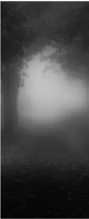 Image posted by the member
