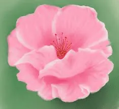 Image posted by the member