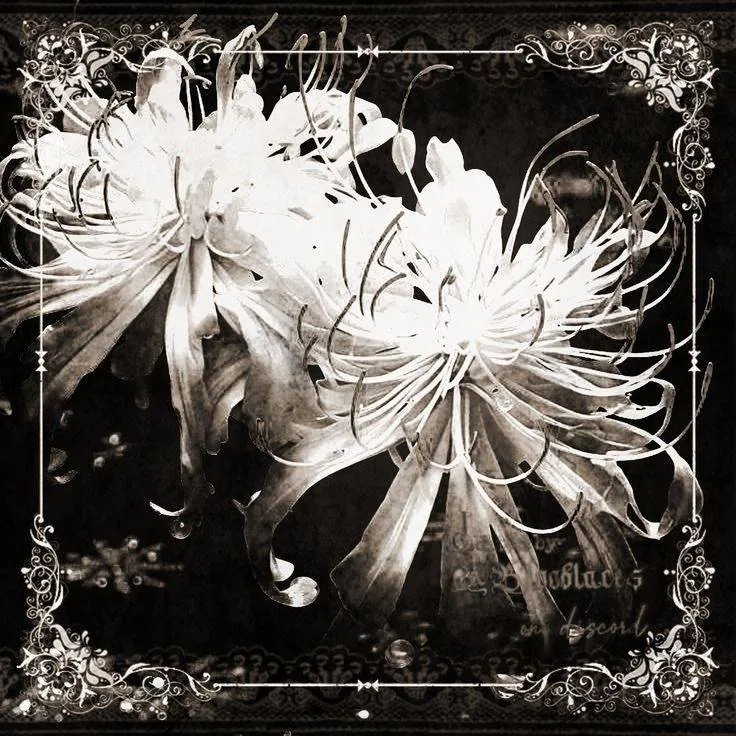 Image posted by the member