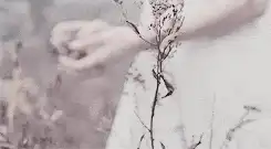 Image posted by the member