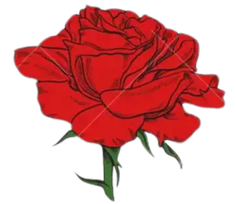 Image posted by the member