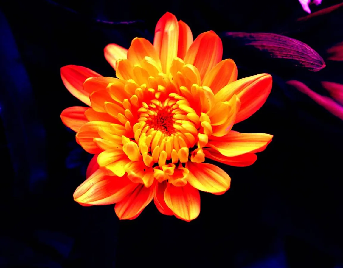Image posted by the member