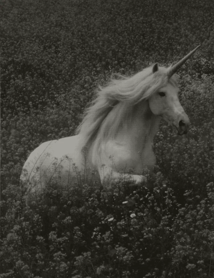 Image posted by the member