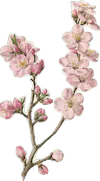 Image posted by the member