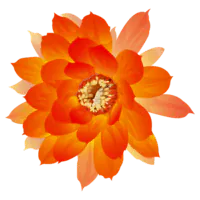 Image posted by the member