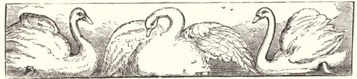 Swan heading