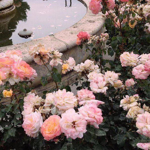 Image posted by the member