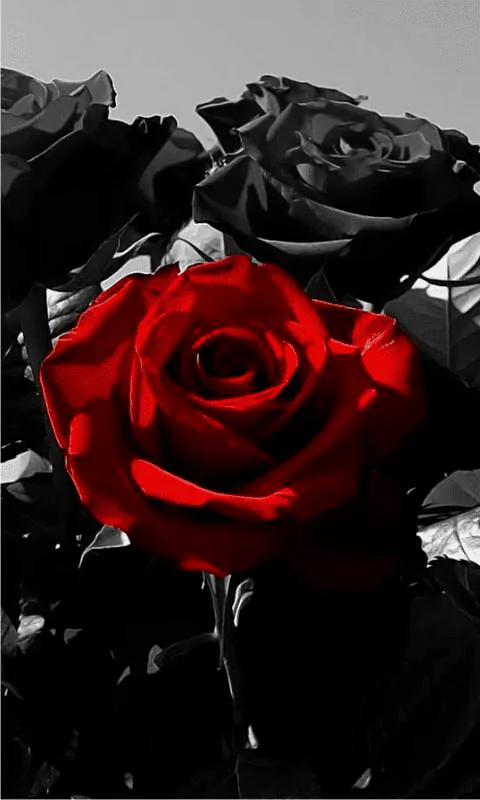 Image posted by the member